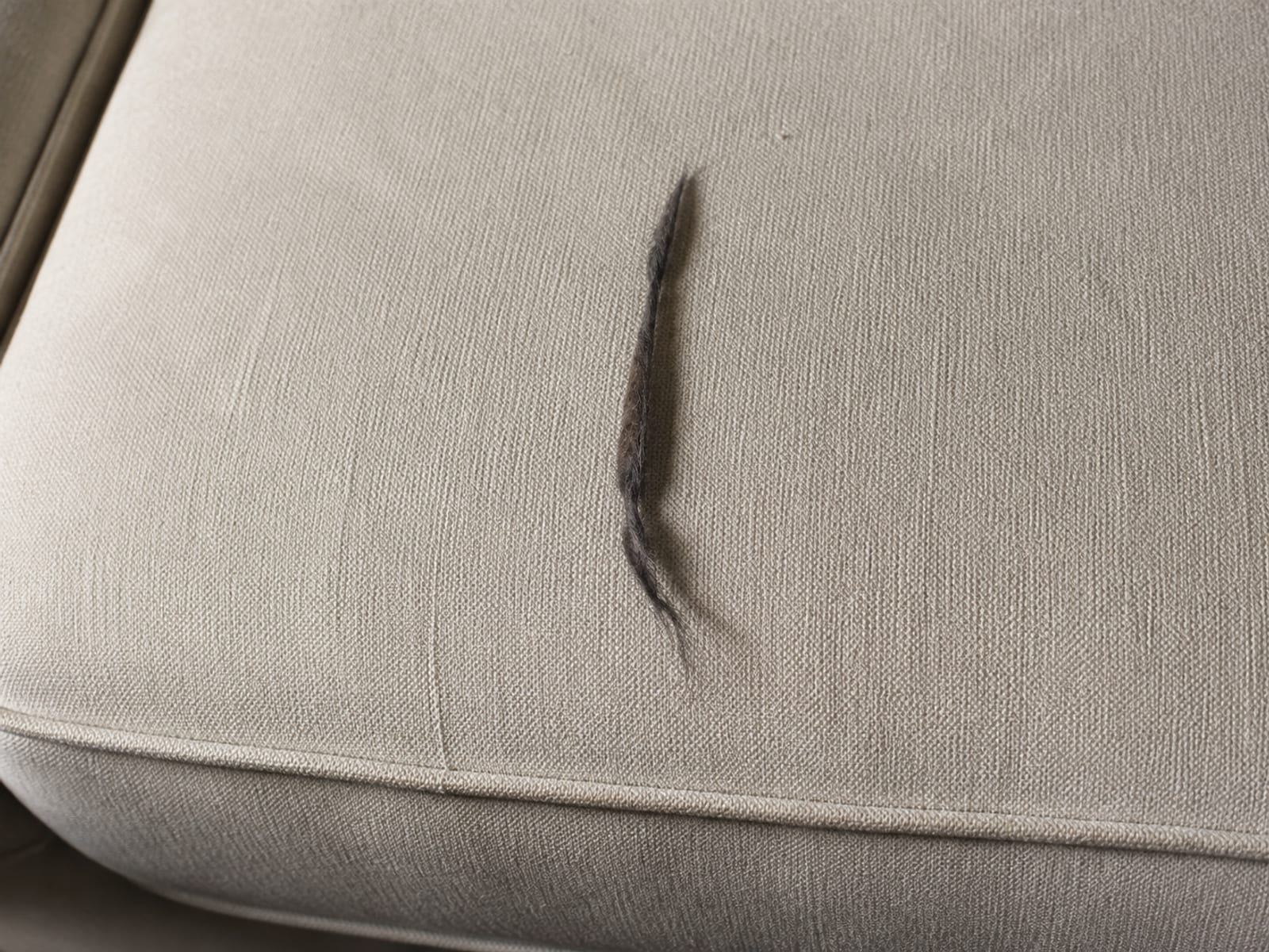 Short dark pet hair drawn into one tapered rope along the middle of a pale woven seat cushion, the fabric on both sides swept clean